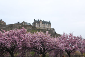 爱丁堡城堡和樱花